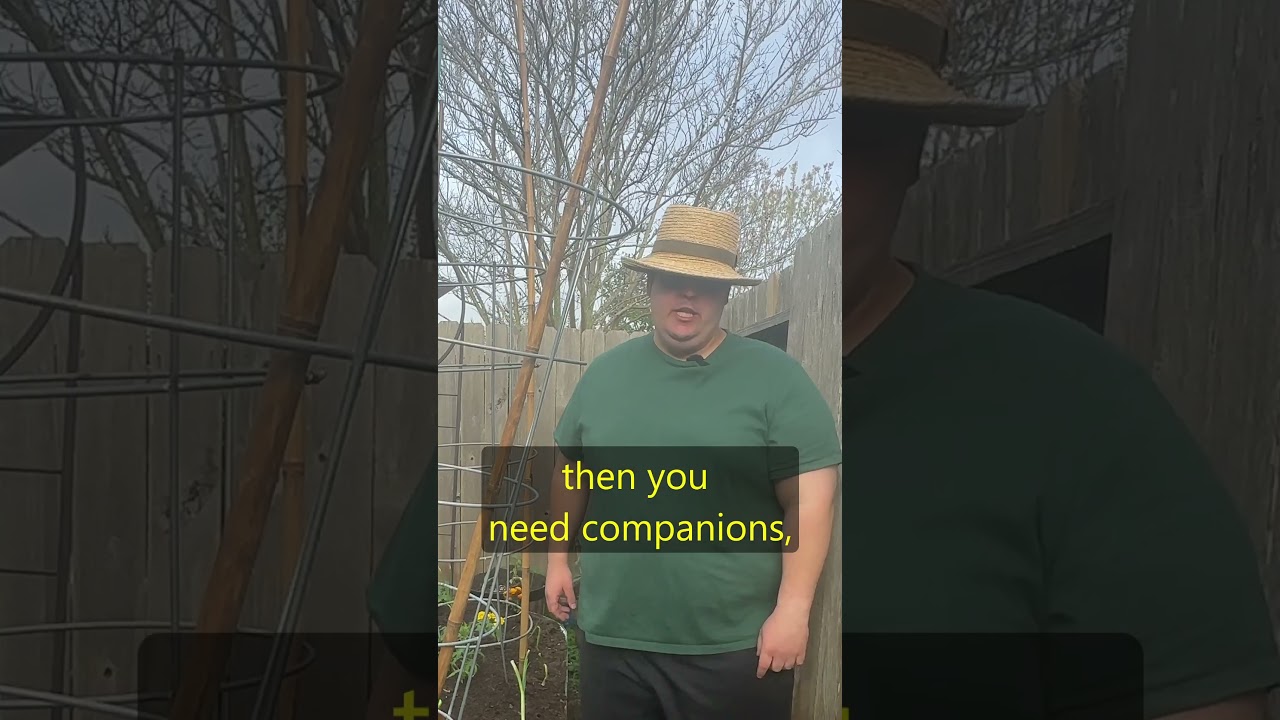The Best Companions For Tomatoes