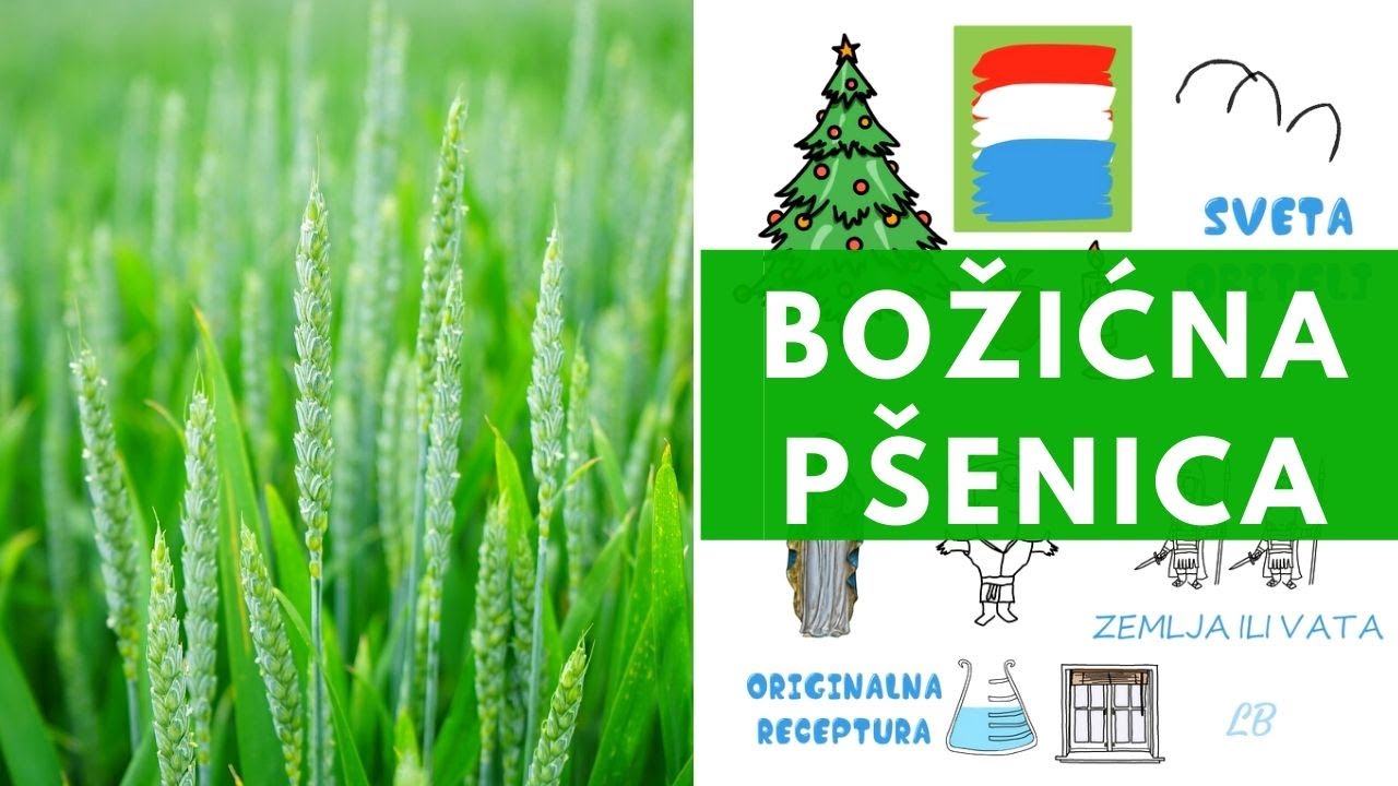 Božićna pšenica