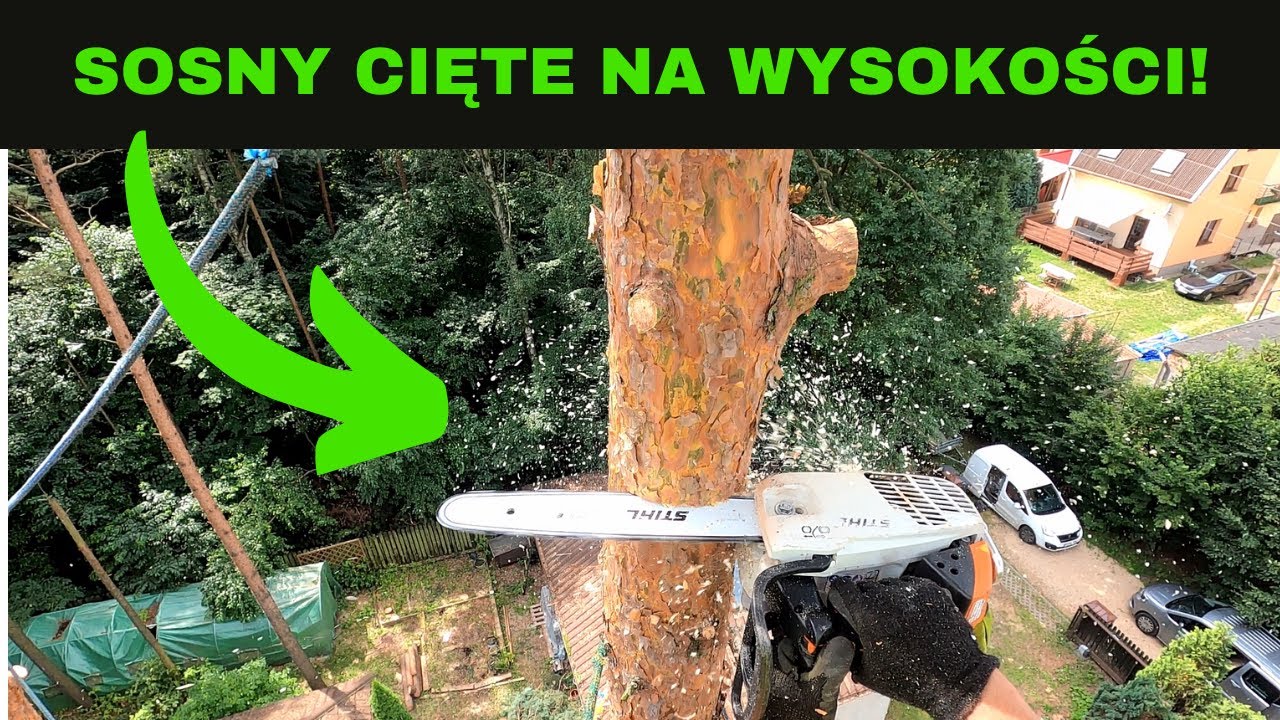 ALPINISTYCZNA WYCINKA SOSEN - 6 sztuk sosen wycięte z góry!