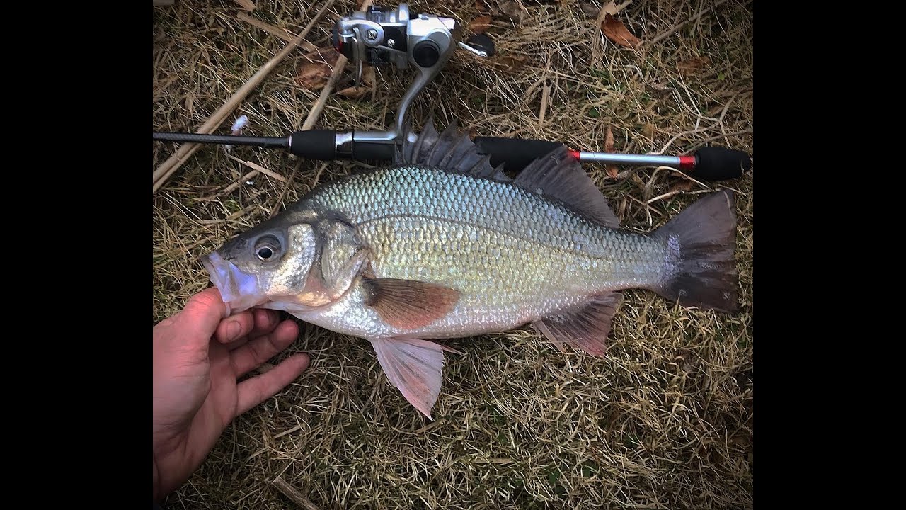 Trophy White Perch - Prespawn Winter Bite