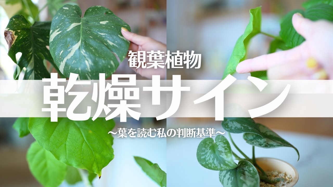 【乾燥サイン実物解説👀】乾燥したらこうなる…！冬の乾燥ダメージが観葉植物に出た時の見た目サイン
