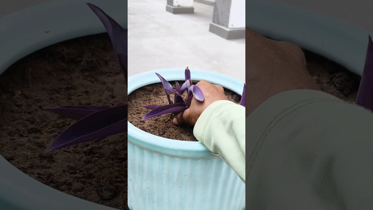 how to grow purple heart from cutting in Port