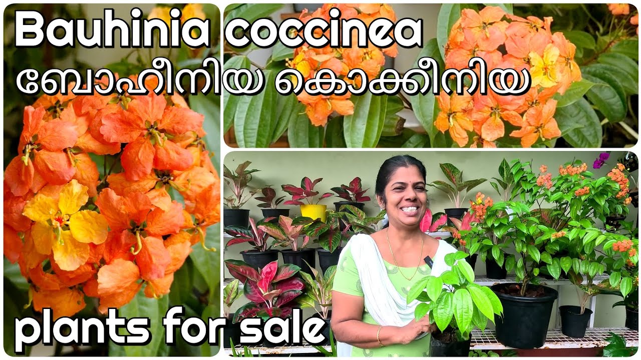Bauhinia coccinea flowering plants caring, fertilizing and plants for sale