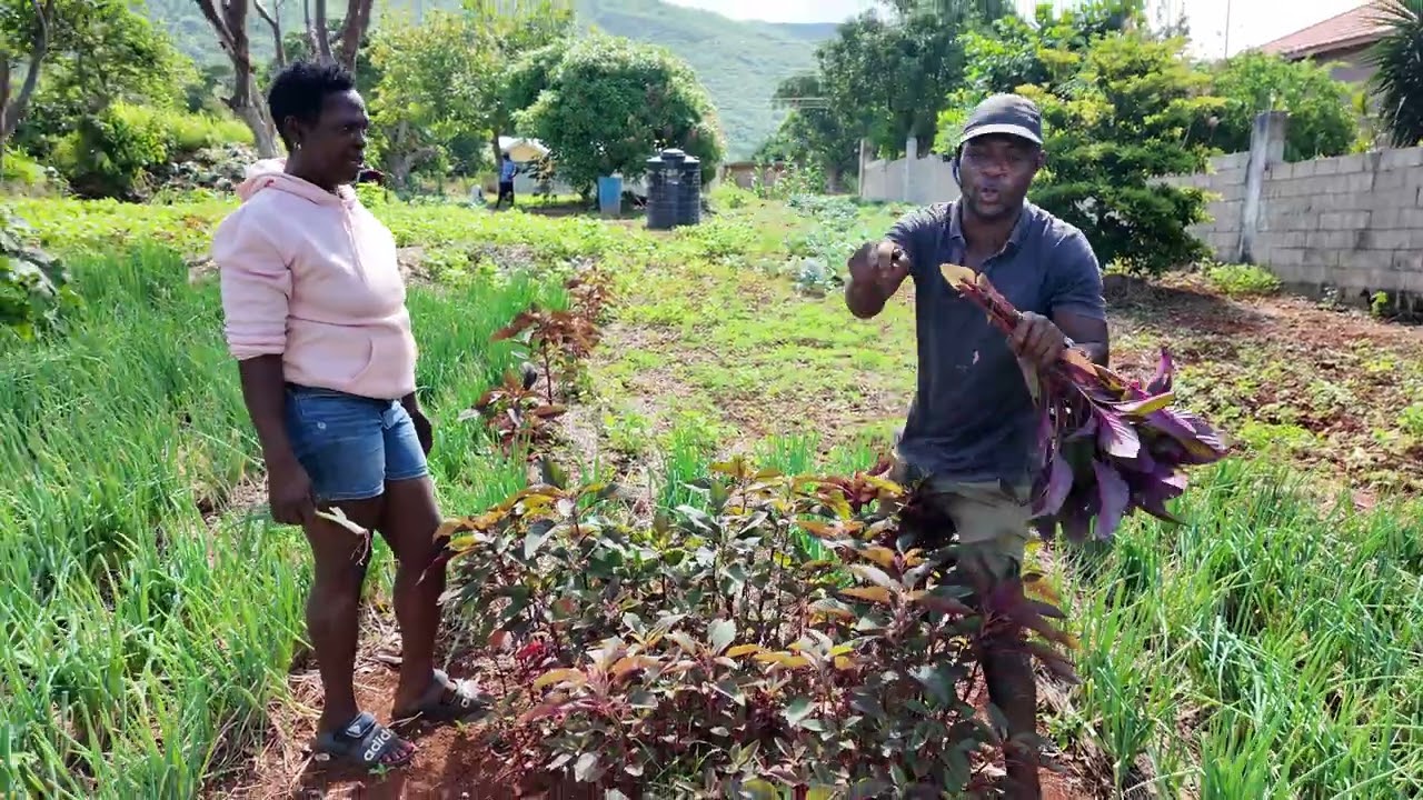 Come with Me to Beenie Man Farm in Jamaica. Country lifestyle the Best. Part 1