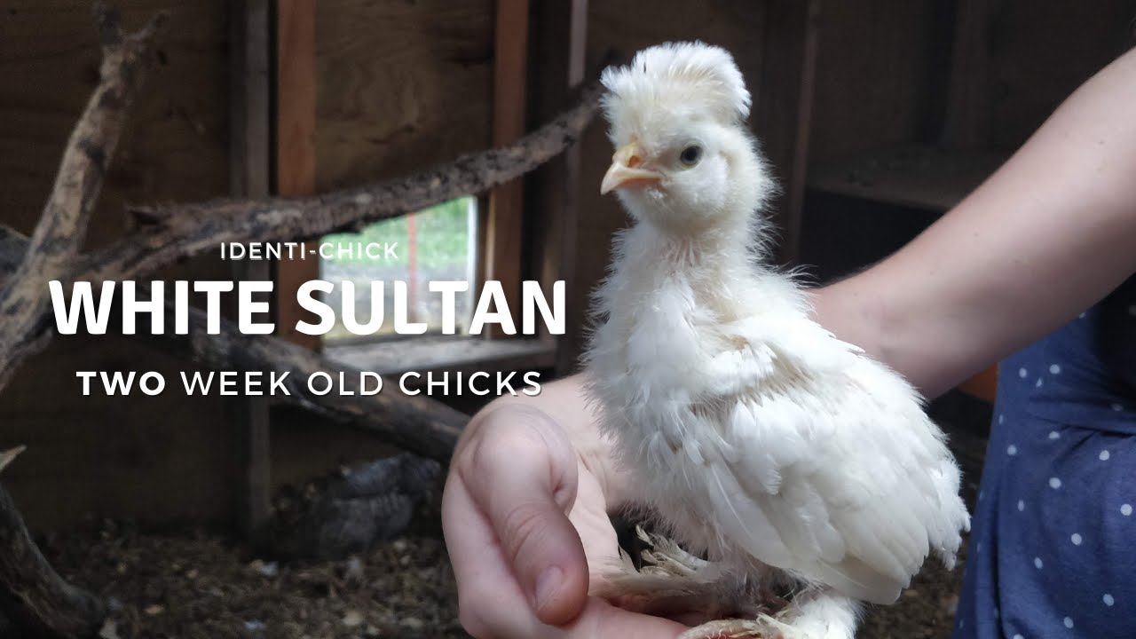 White Sultan: 2-Week-Old Chicks