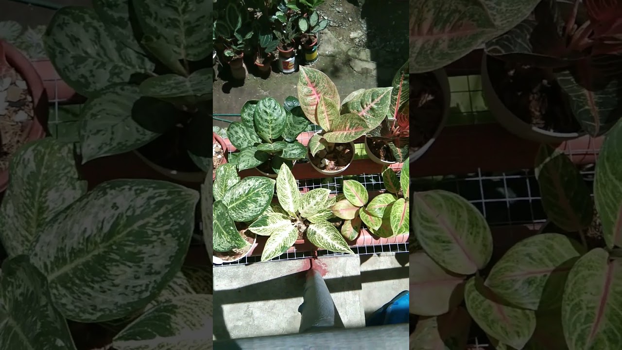 Alagang organic, i love growing aglaonemas. 😊💚#aglaonemaplants #planthobby #plantcare #shorts