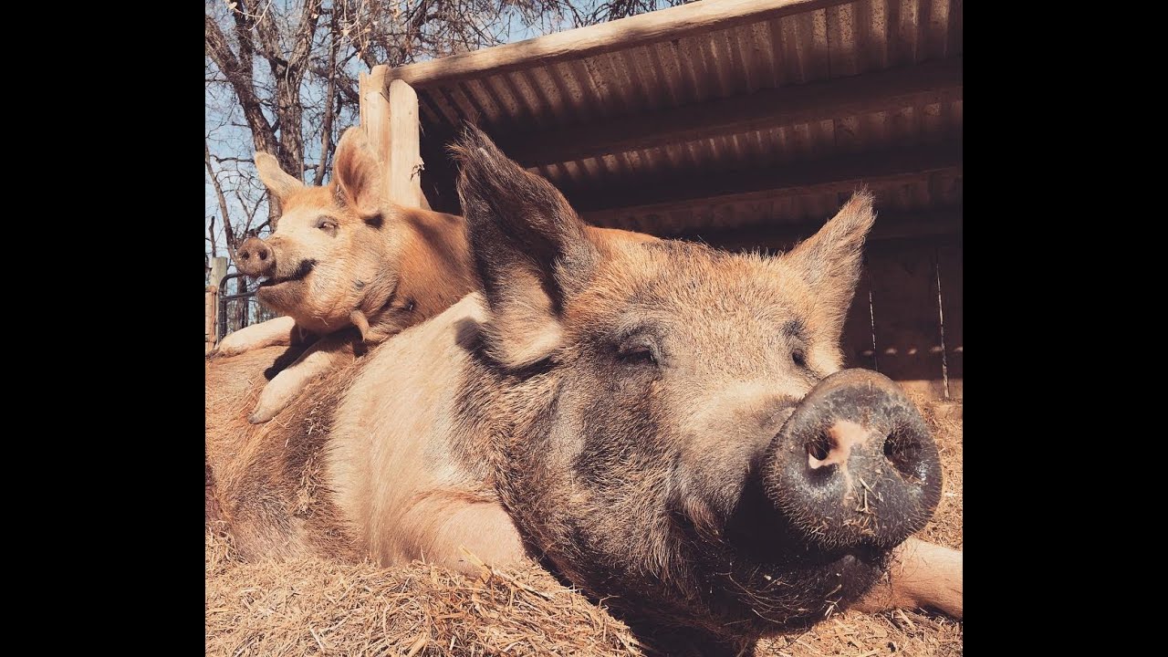 Ode to Rosie the Pig