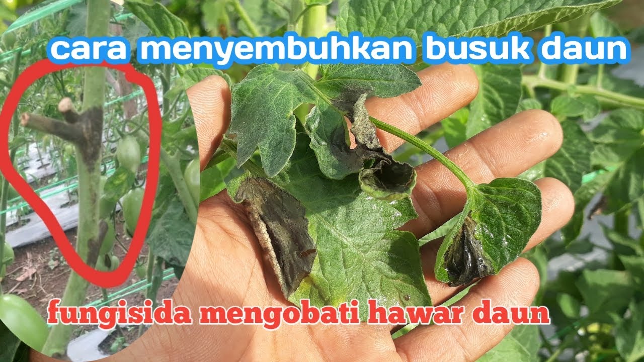 Part 31 )cara mengobati hawar daun/phythoptora infestan pd tomat