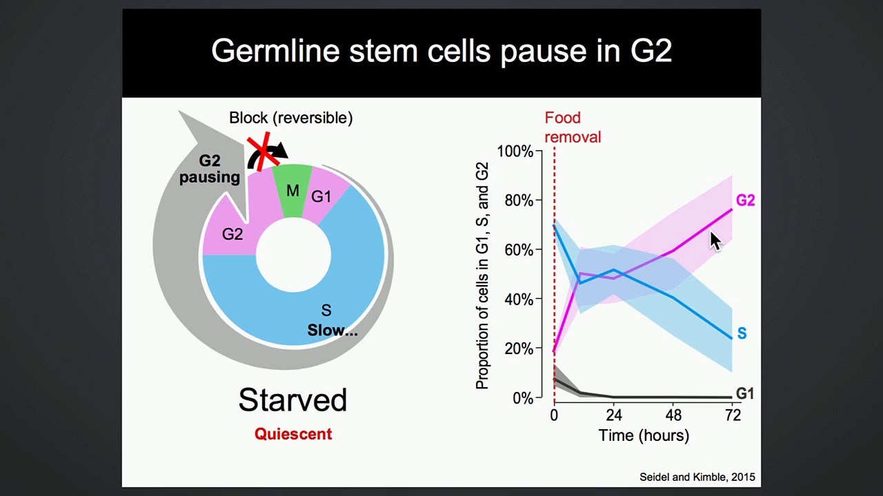 H Seidel: Cell-cycle quiescence maintains C. elegansgermline stem cells independent of GLP-1/Notch.