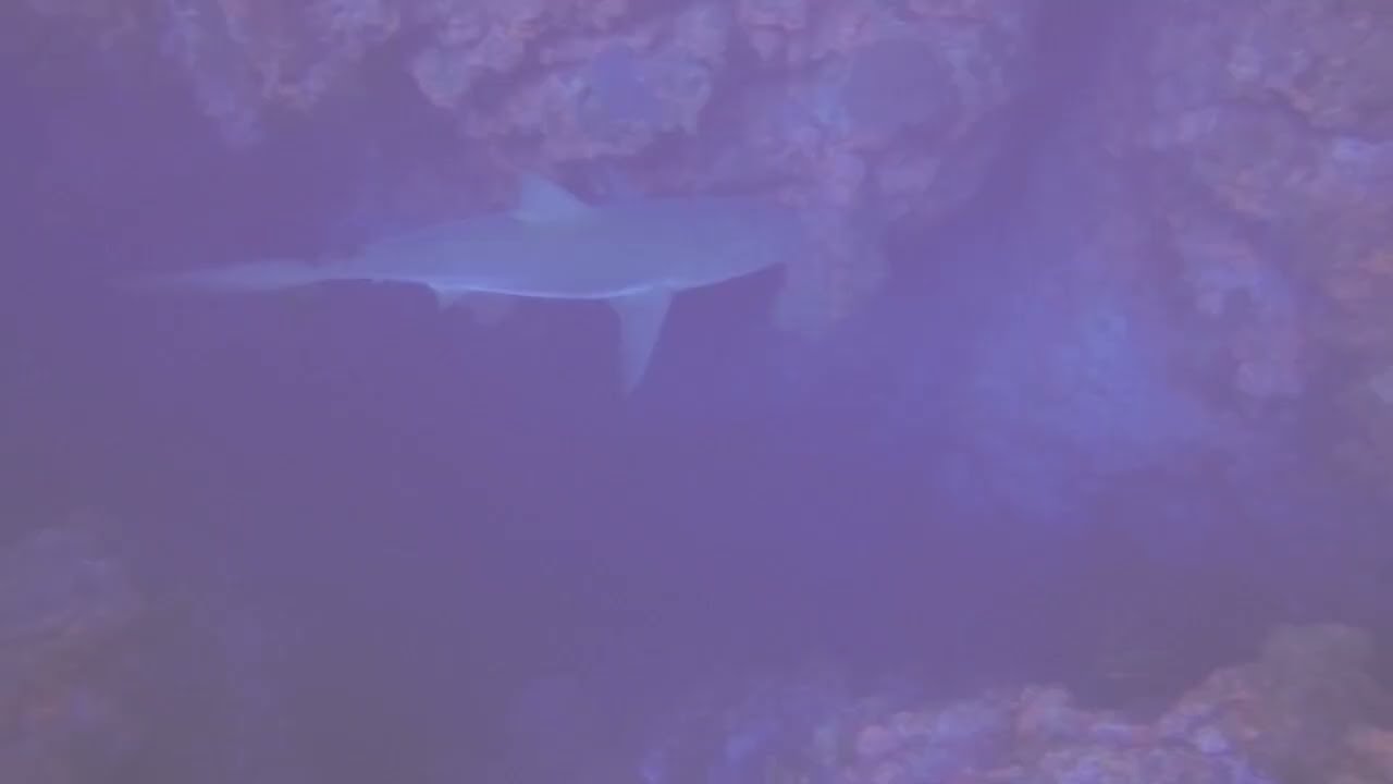 SCUBA dive Caymans Shark Canyon