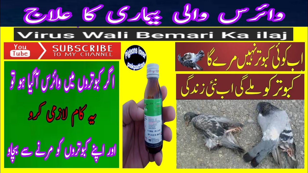 kabutron m agar virus a jaye to virus wali bemari ka ilaj...