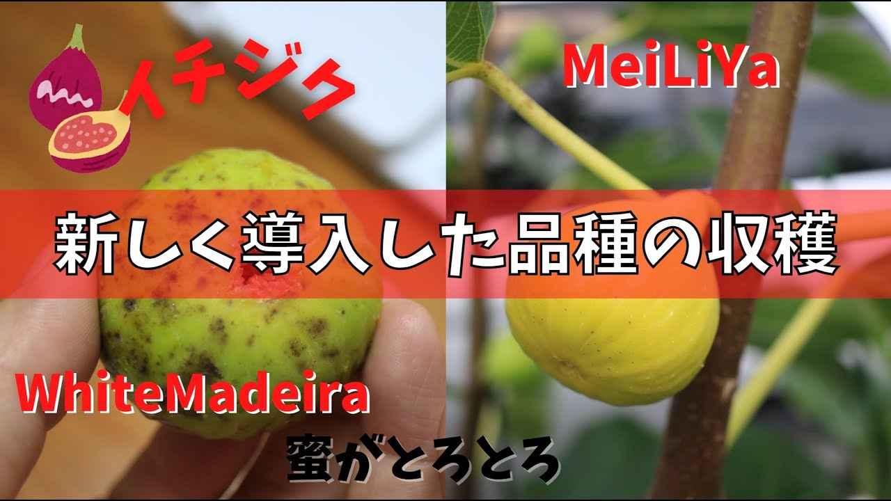 【イチジク】新しく導入した品種を収穫しました。MeiLiYaにWhitemadeira、完熟果はとろとろの密が溢れています。