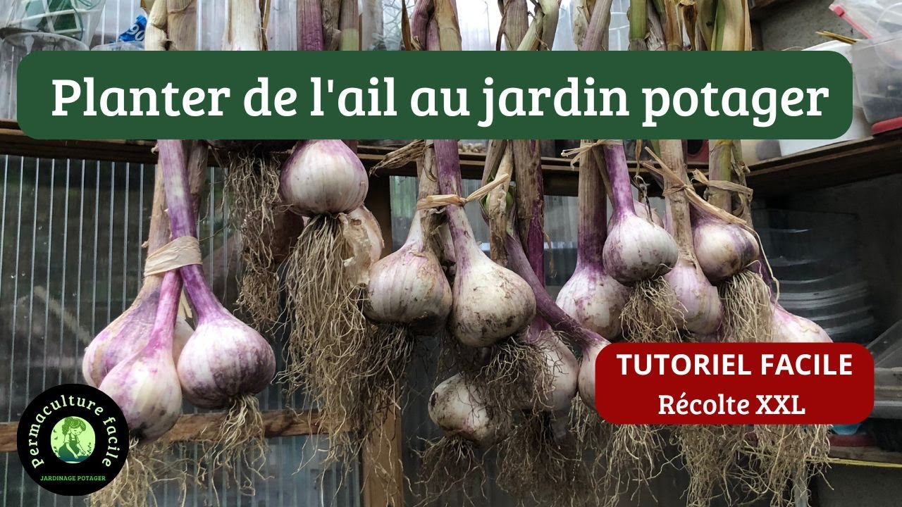 Planter l'ail bio au potager permaculture (TUTO)