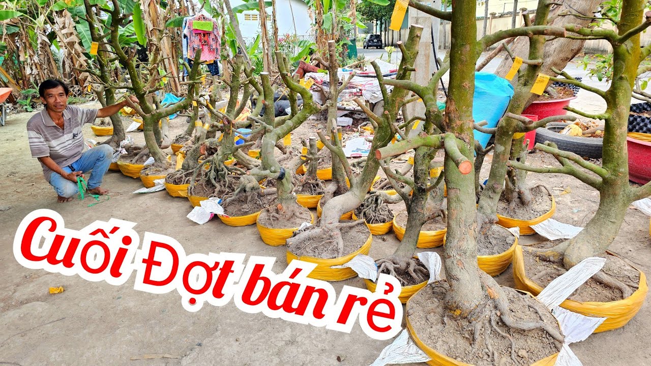 A. Tuấn 📲 O9I9977452 cuối đợt còn ít phôi mai vàng vườn hoành to giá rẻ 9/3 Chợ Gạo (@MaivàngQuêdừa)