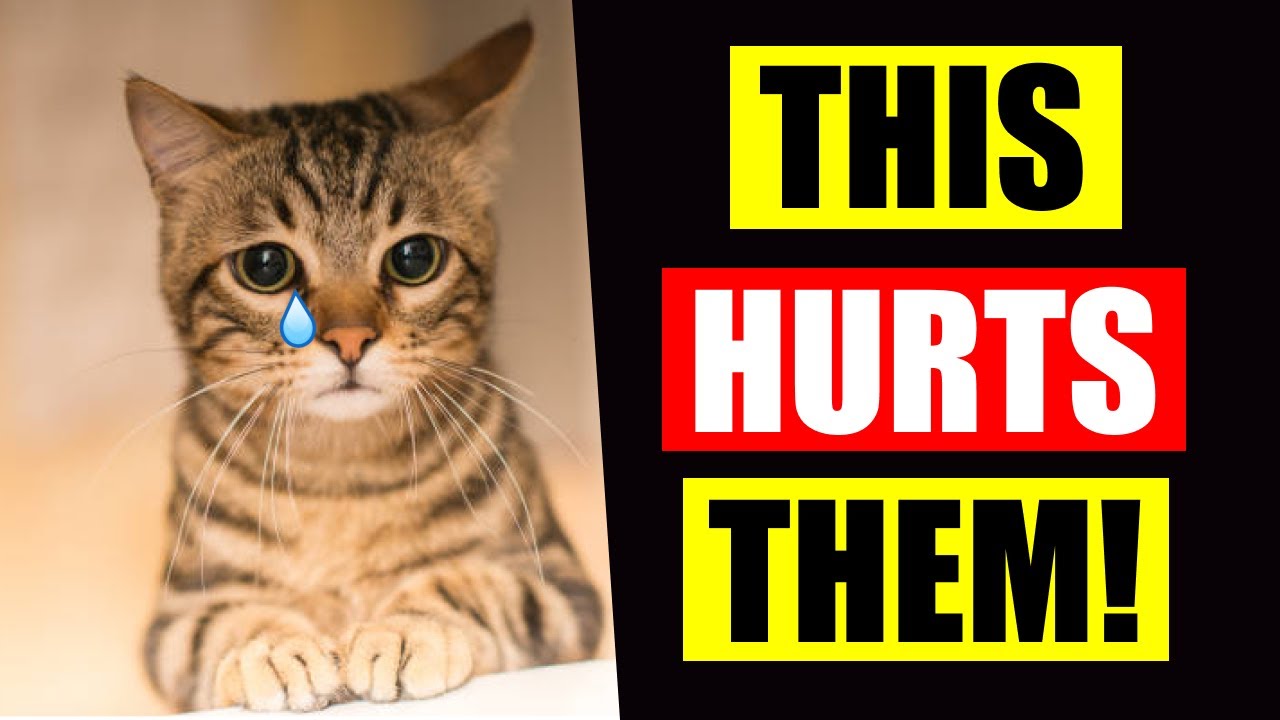 These 12 Everyday Things HURT Your Cat's Feelings!