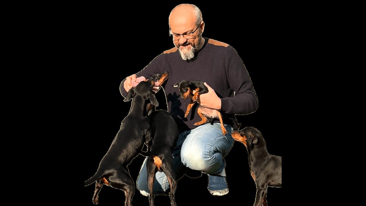 Elevage familial, pinscher nain de la maison Lombard
