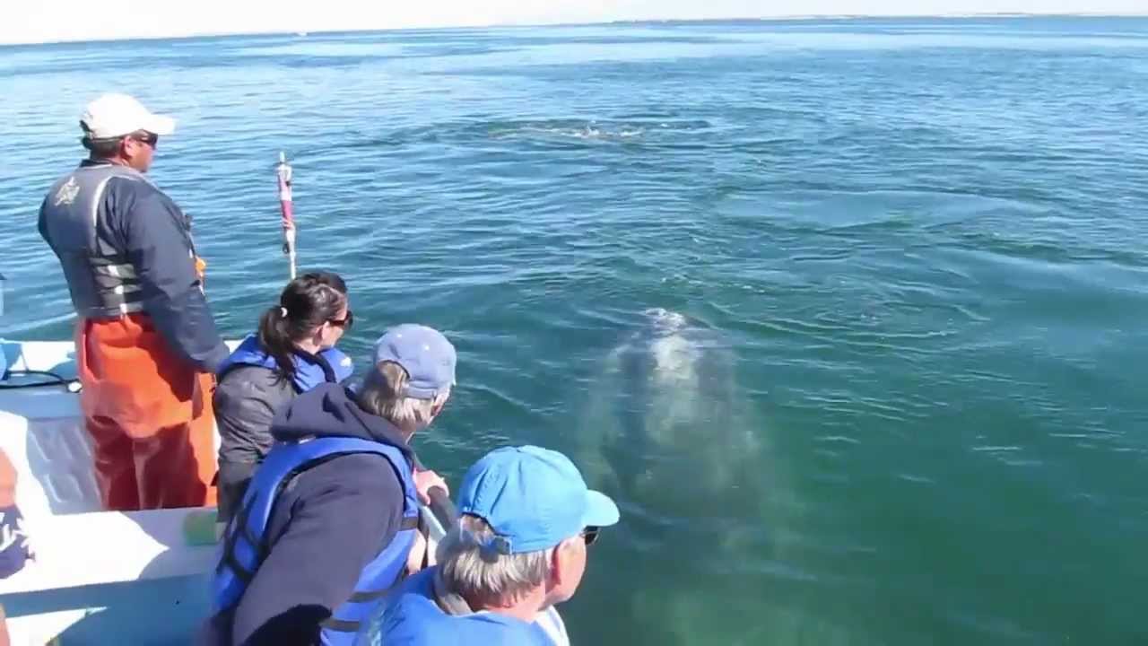 Mexico whale watching at Kuyima