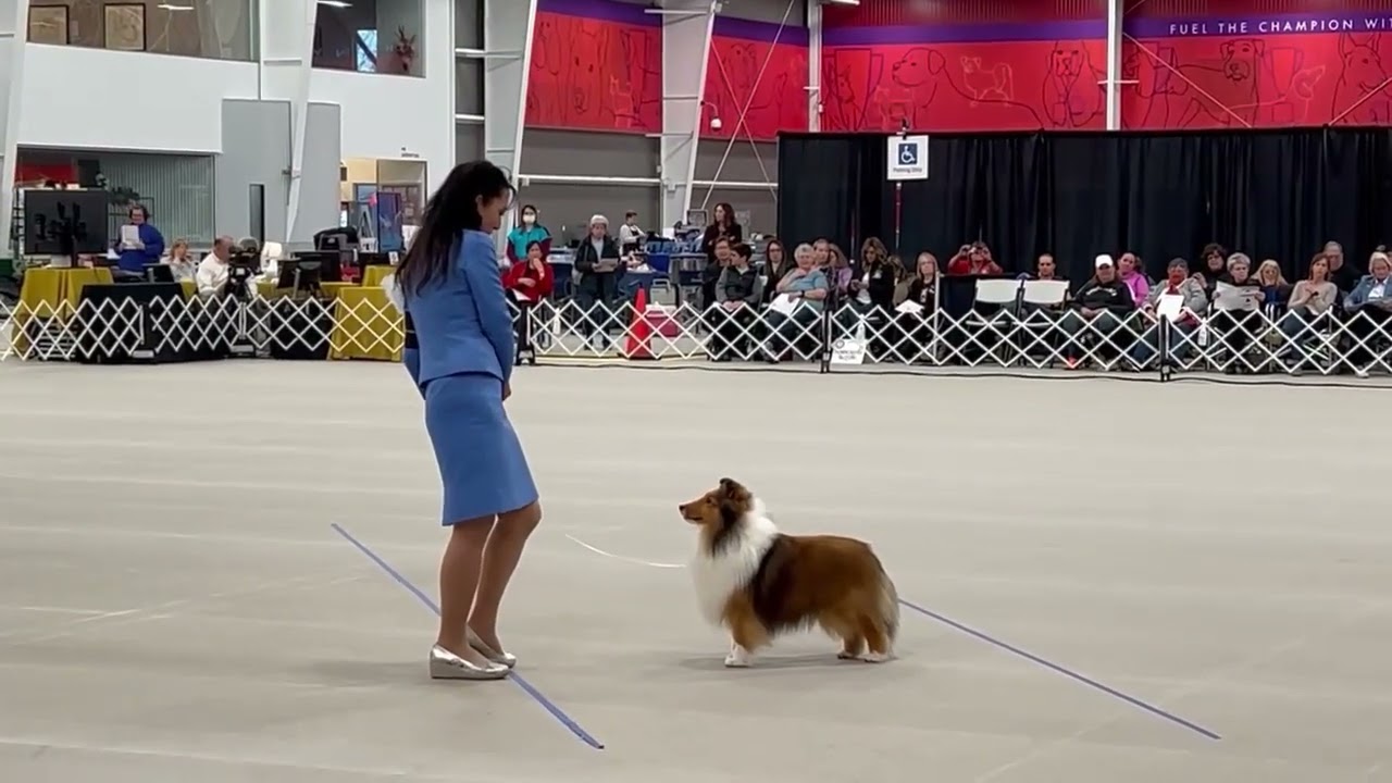 Ethan at ASSA 2022 Top Shelties