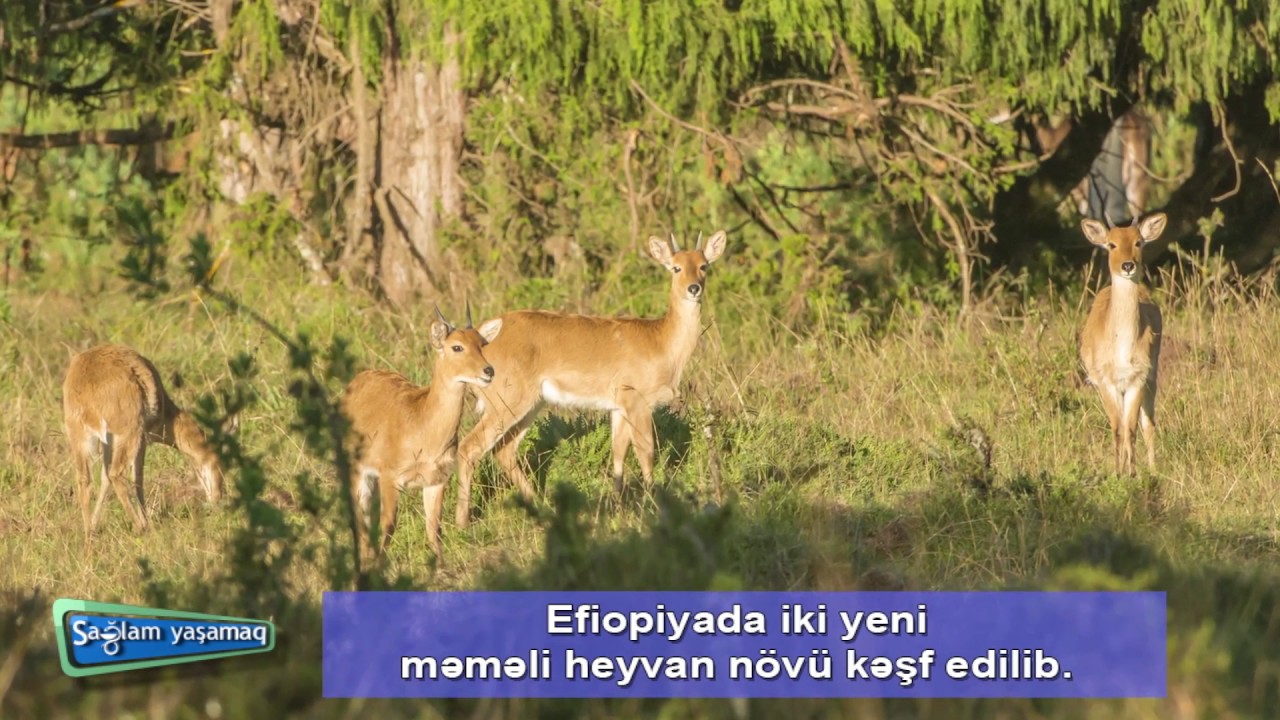 EFİOPİYADA İKİ YENİ MƏMƏLİ HEYVAN N&Ouml;V&Uuml; KƏŞF EDİLİB.