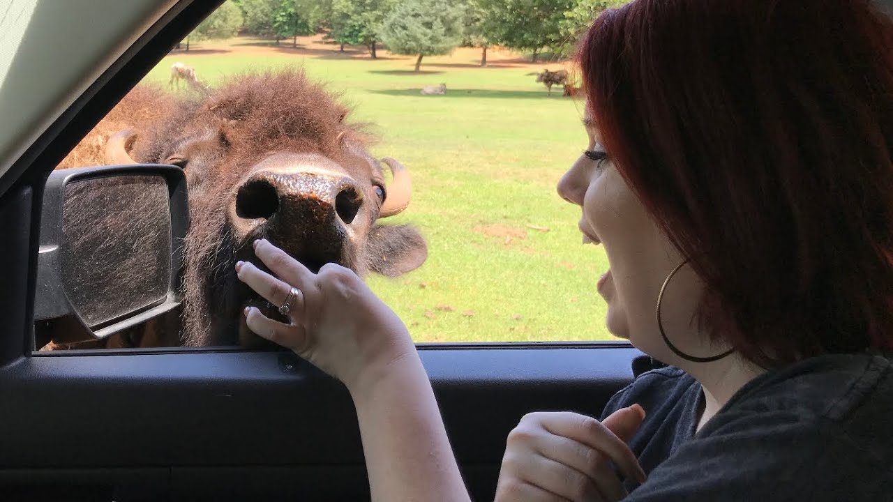 Cherokee Trace Drive Thru Wildlife Safari Jacksonville, TX