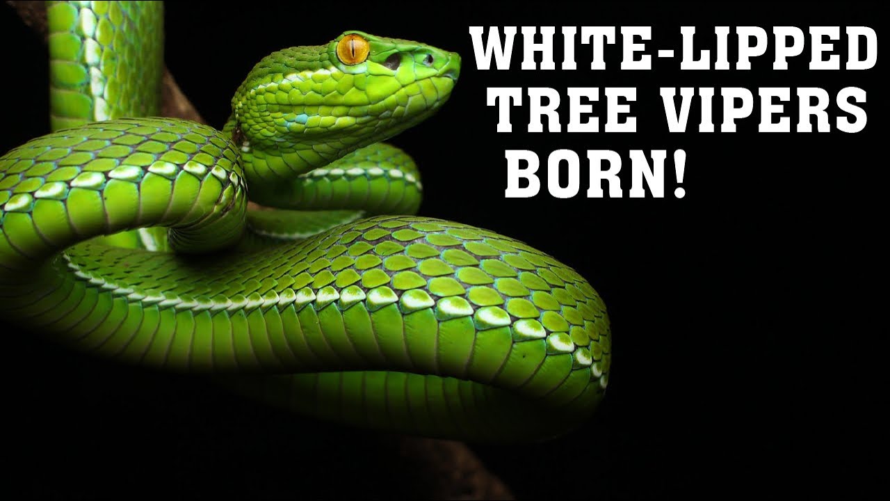 BABY WHITE-LIPPED TREE VIPERS BORN!