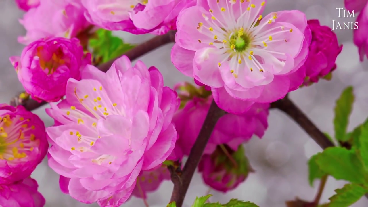 Peaceful Instrumental Music, Relaxing Music, Meditation Nature Music 