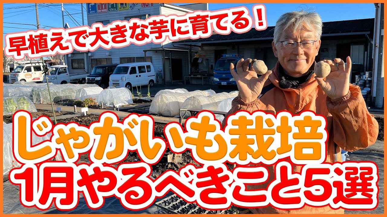 家庭菜園や農園のジャガイモ栽培は早植えで大きく育てる！１月にやるべき栽培作業５選！/Tips for growing potatoes that are planted early in Jan.