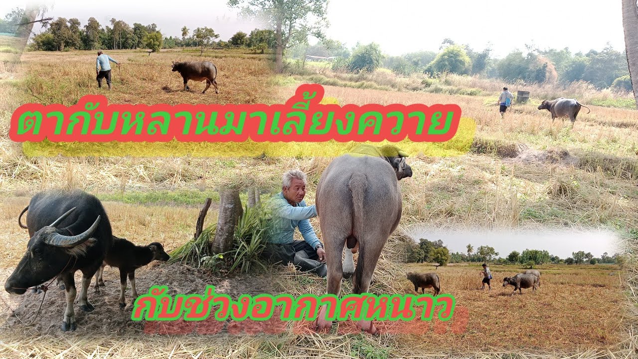 @#วิถีแบบชาวนา,,ประจักษ์..channel//มื้อนี้ตากัหลานมาเอาควายเข้าร่มณ์อากาศกะหนาวคักพี่น้องทา