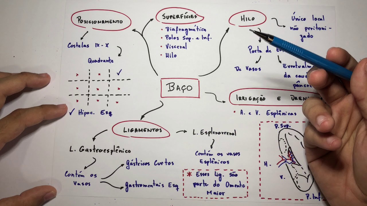 Baço - Anatomia em 3 min