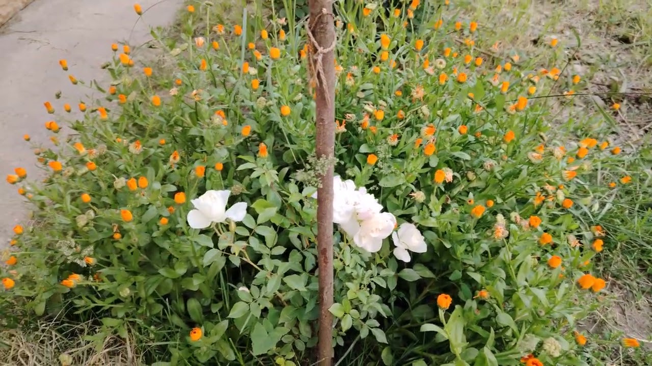 Trandafirii albii și florii de galbenele