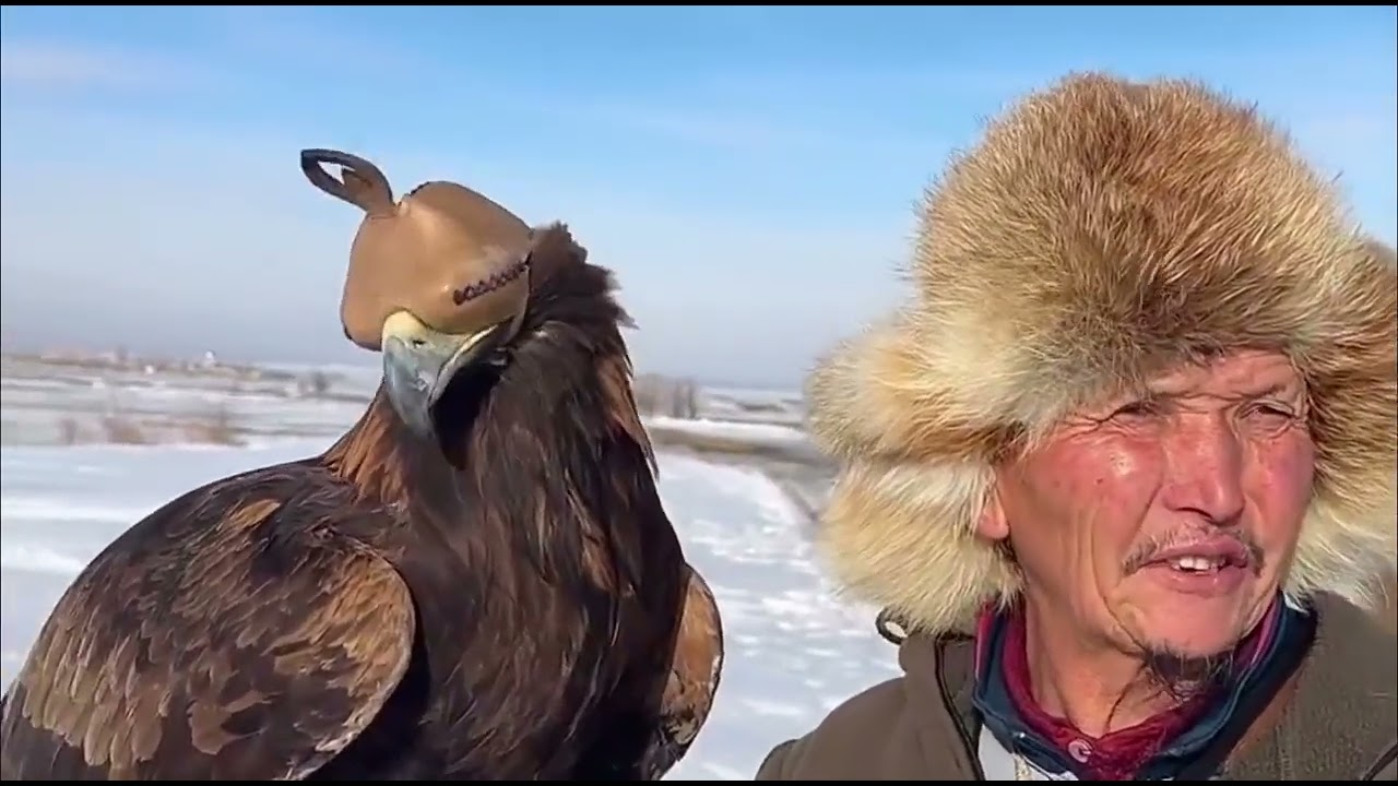 Training a Golden Eagle – An Educational and Cultural Tradition