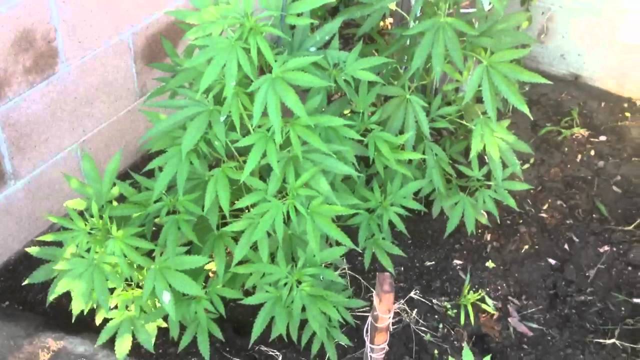Medical Marijuana grow (how to spot a Male plant)