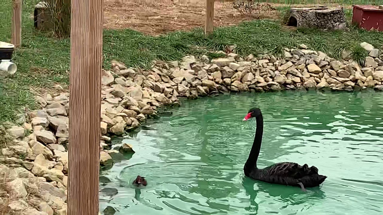 The duck aviary
