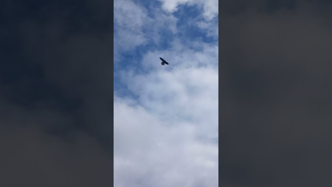 HOVERING KESTREL POUNCES!