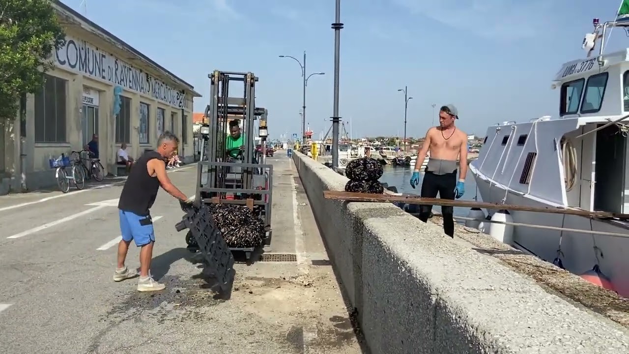 Marina di Ravenna. I cozzari scaricano le cozze raccolte a 11 miglia alla piattaforma Garibaldi A