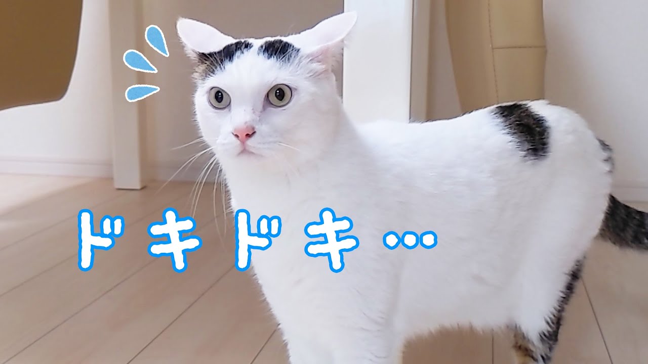 何かに警戒しまくる猫チロさん…