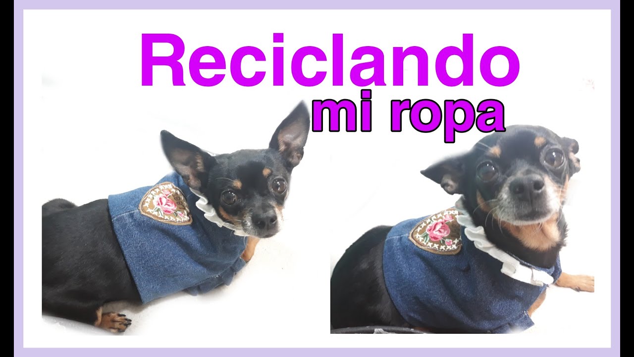 Como hacer una chamarra o chaleco para perro barata reciclando tu ropa