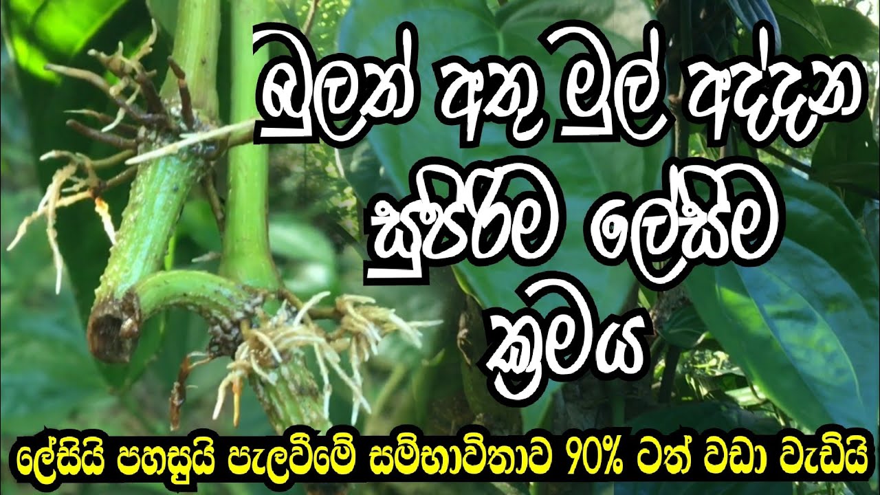බුලත් පැල සකස් කරන්න පුළුවන් ලේසිම ක්‍රමය | How to grow betel leaf | බුලත් වගාව | Bulath wagawa