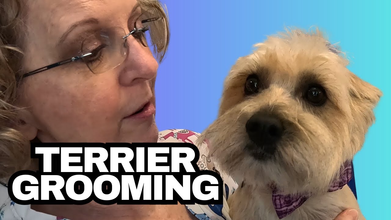 Grooming This Fun-Size Dog | Cairn Terrier | Toto