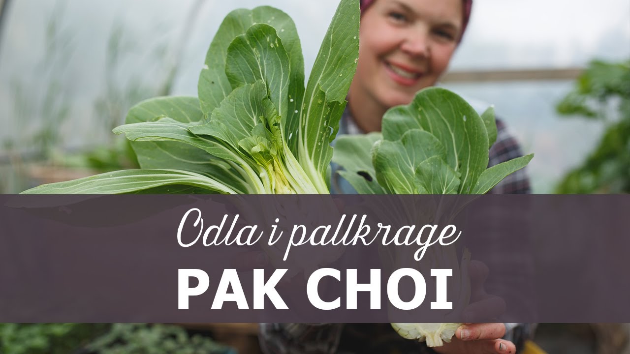 Odla pak choi i pallkrage