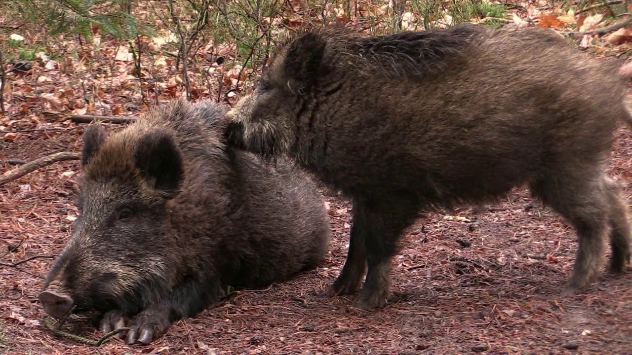 Evening Visitors in the Woods, Veluwe Movie