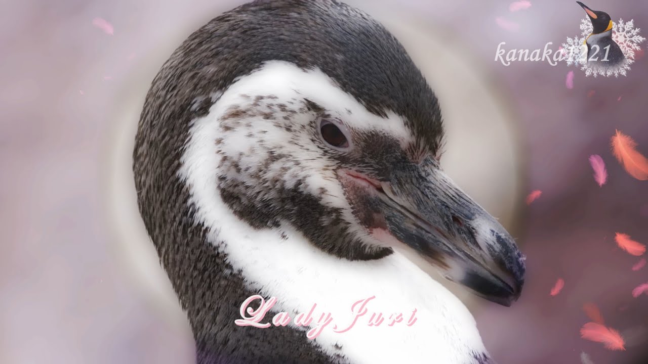 海響館 フンボルトペンギン”ジュリ”に捧ぐ