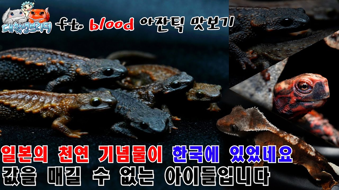 [EN]일본 천연 기념물을 키우는 분을 찾아갔는데 역대급이네요ㄷㄷft. 블러드 아잔틱