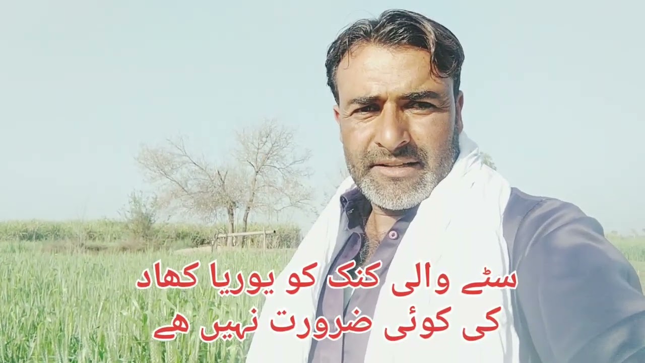 سٹے والی کنک کو یوریا کھاد کی کوئی ضرورت نہیں ھے #punjab #cultur #viral #facebook #trend #shorts 