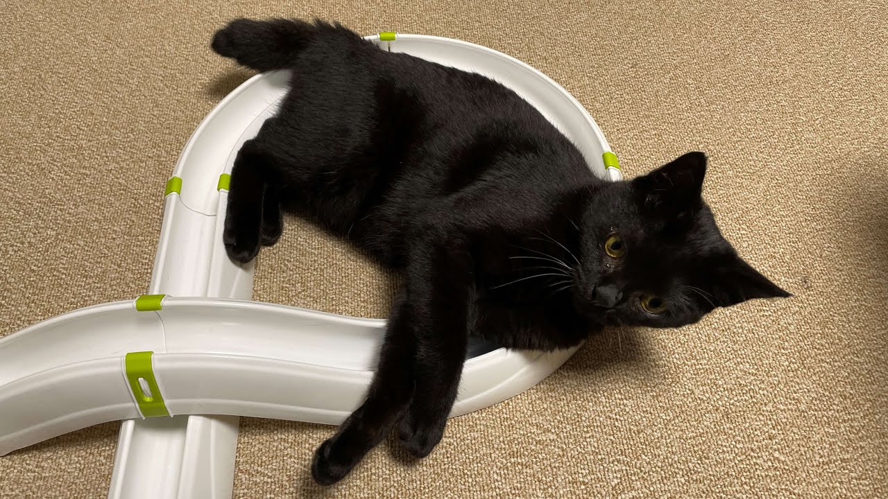 無限に遊べ！高級猫おもちゃ「タイフーン（typhon）」かのみく1歳記念にプレゼントしてみた