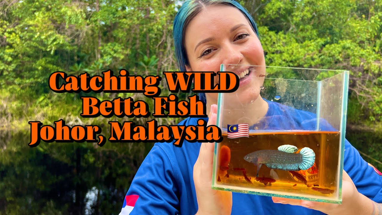 Catching WILD BETTA FISH in Malaysia! 🇲🇾