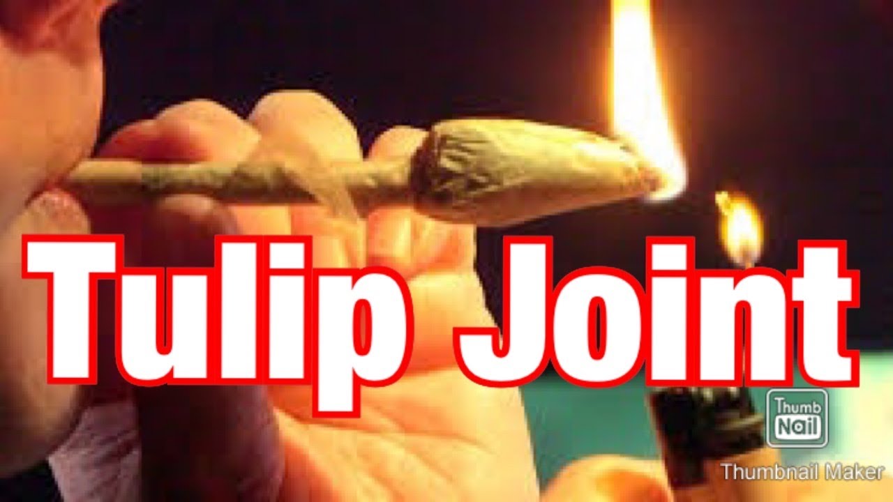 How To Roll A Tulip Joint Perfectly Every Time! (Dutch Tulip Joint)