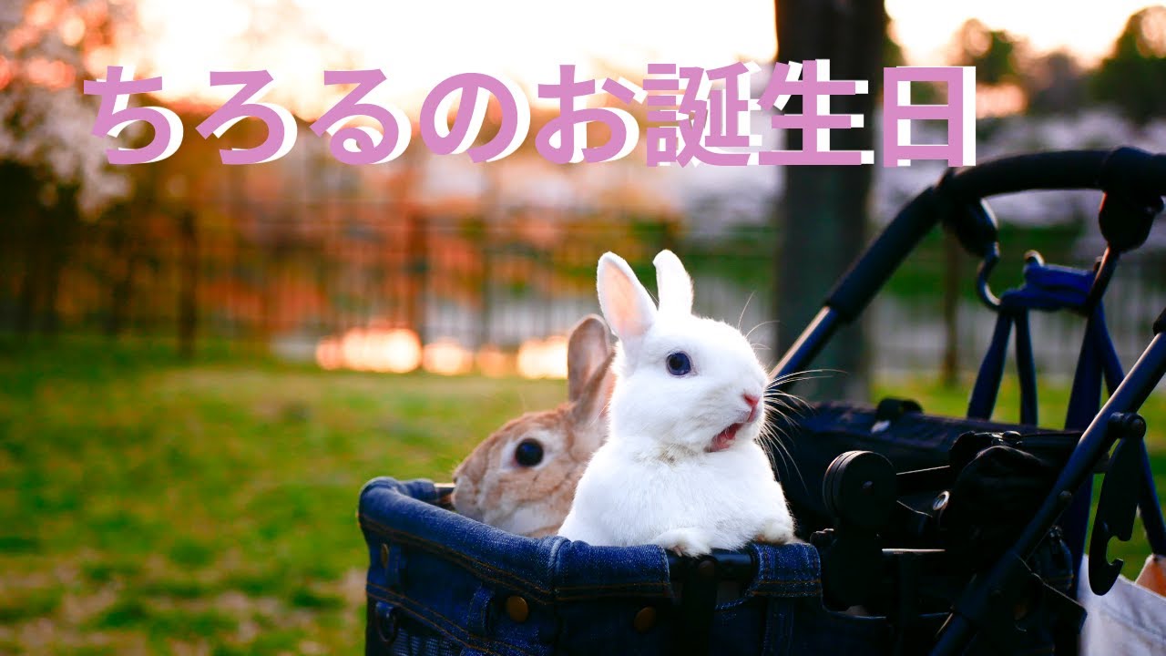 お月様組ちろるのお誕生日