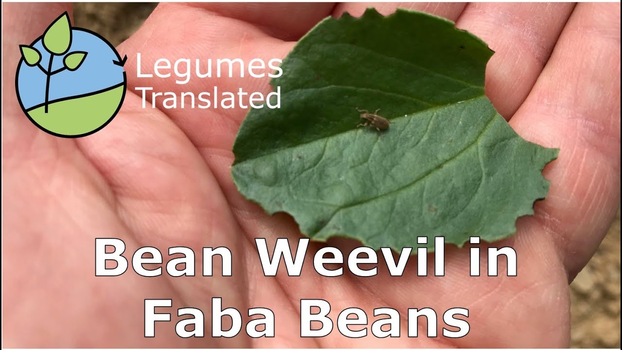 Bean Weevil in Faba Beans