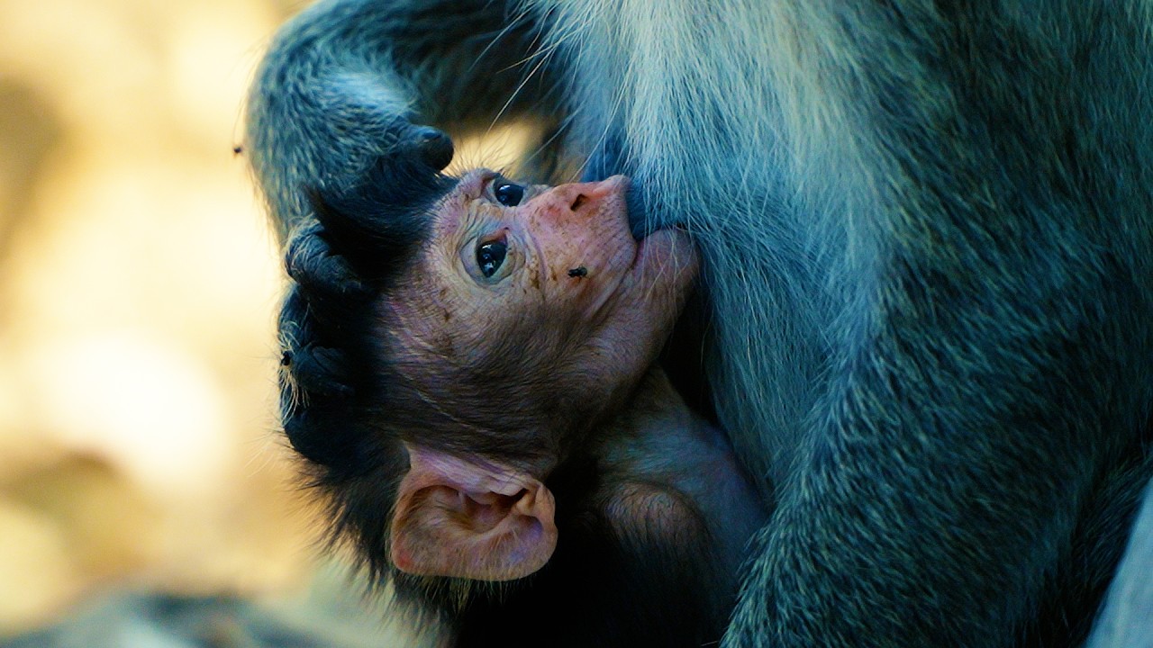 Adorable Baby Monkey Having Sweet Milks From Momma